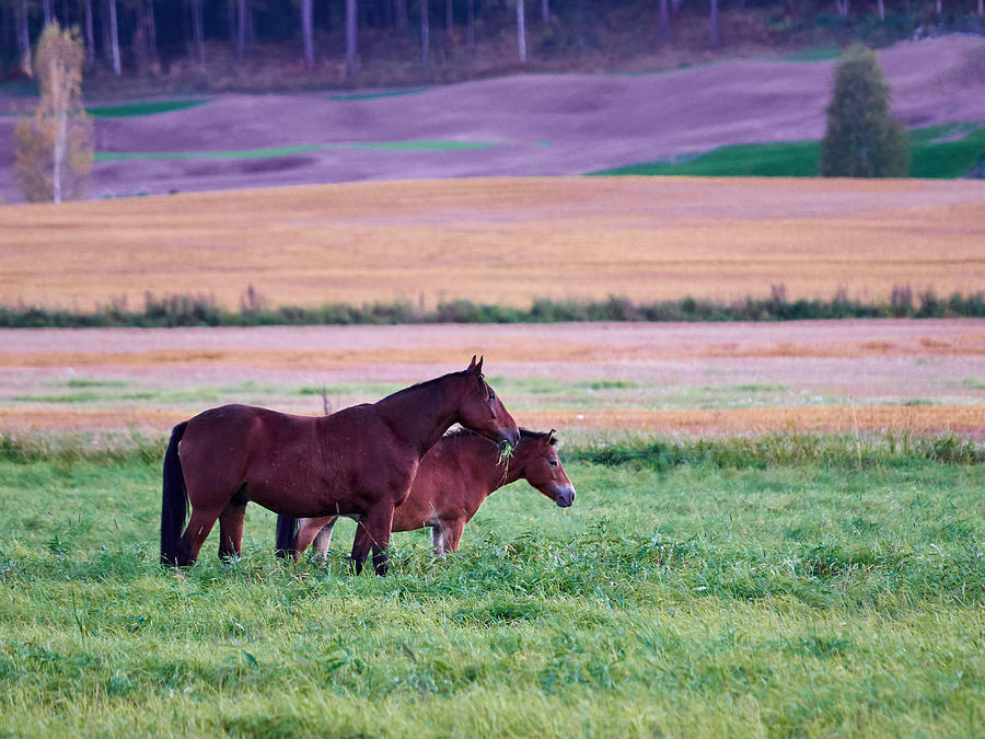 Horses of the Fall #3 Photograph by Jouko Lehto