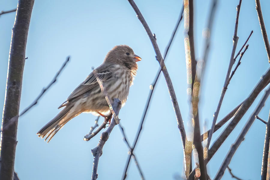 House Finch Tiny Bird Perched On A Tree Photograph