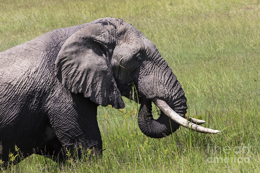 Huge African Elephant Bull In The Tarangire National Park Photograph by ...