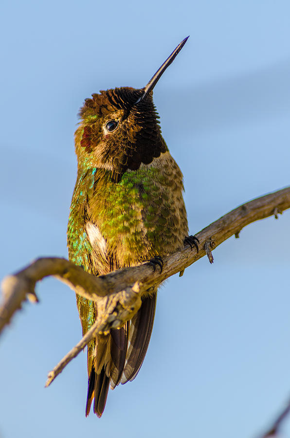 Hummingbird #10 Photograph by Asif Islam