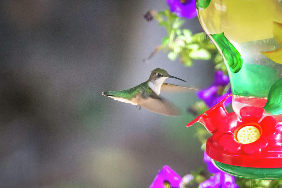 Hummingbird Found In Wild Nature On Sunny Day #10 Photograph by Alex Grichenko