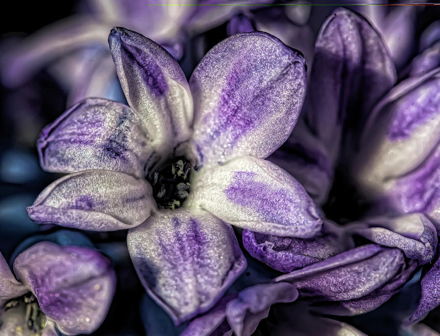 Hyacinth #10 Photograph by Robert Ullmann