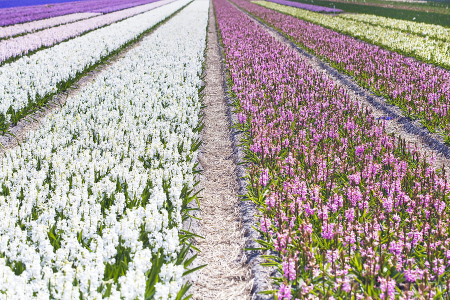 Flower Photograph - Hyacinths fields #10 by Andre Goncalves