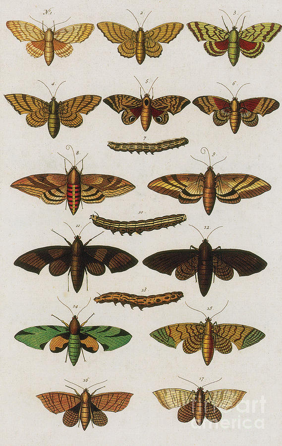 Animal Photograph - Insects, Sebas Thesaurus, 1734 #10 by Science Source