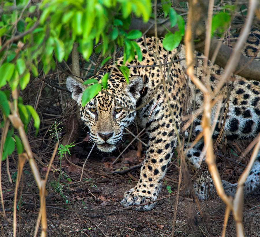 Jaguar Panthera Onca, Pantanal Photograph by Panoramic Images | Fine ...