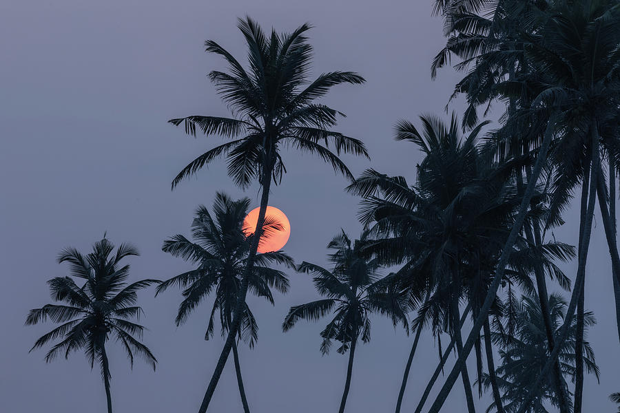 Koggala - Sri Lanka #10 Photograph by Joana Kruse