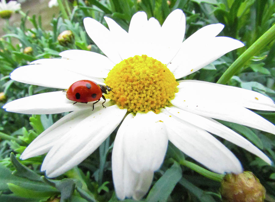 Daisy Photograph - Ladybug #10 by Cesar Vieira