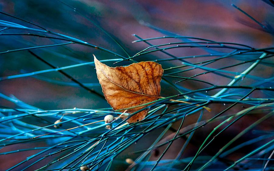 Spider Digital Art - Leaf #10 by Maye Loeser