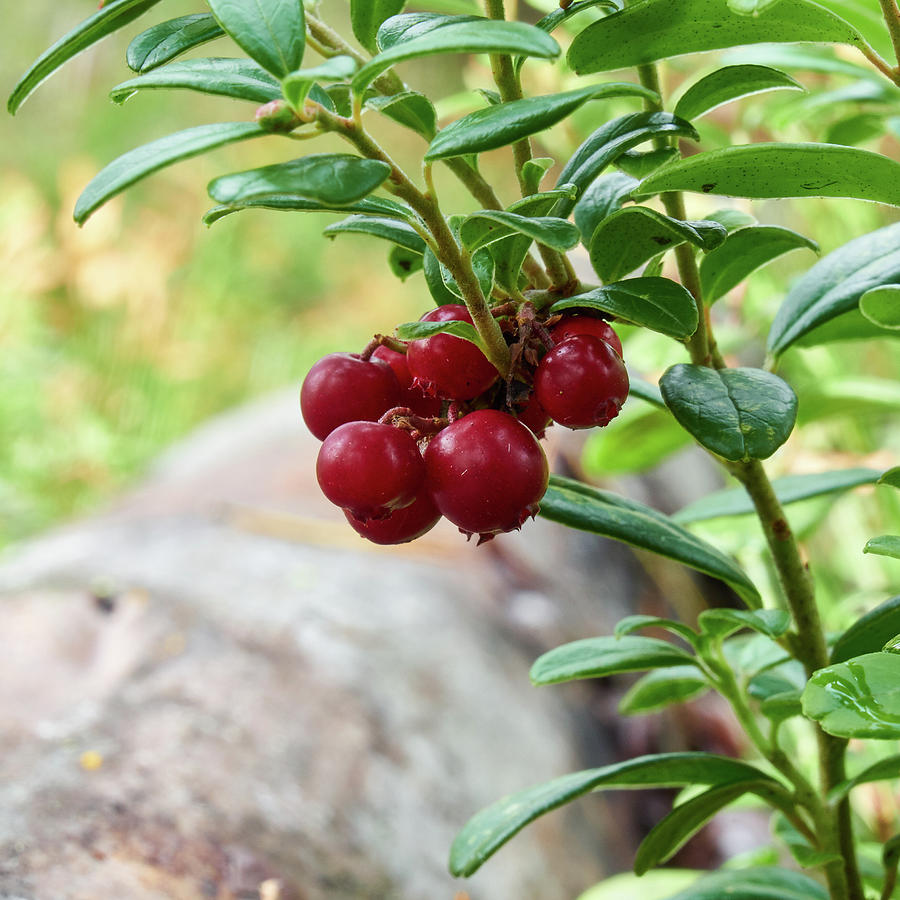 Lingonberry Photograph