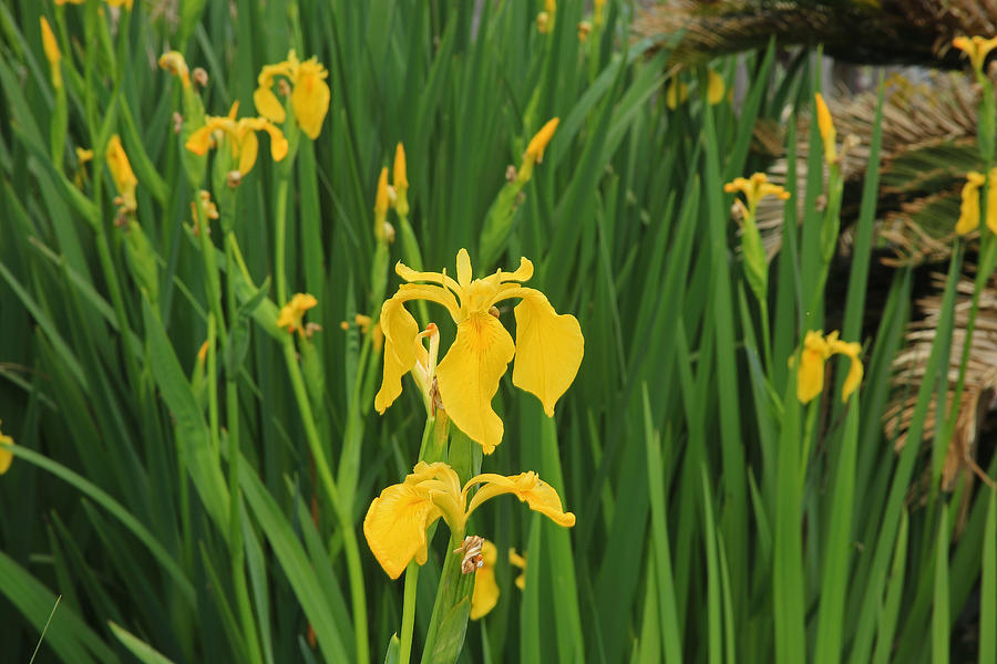 Louisiana Iris Photograph By Ronald Olivier - Fine Art America