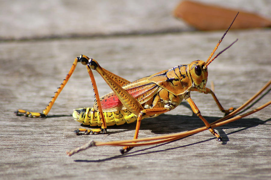10- Lubber Grasshopper Photograph by Joseph Keane