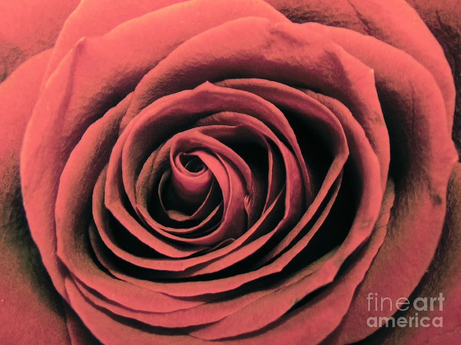 Macro rose #10 Photograph by FineArtRoyal Joshua Mimbs