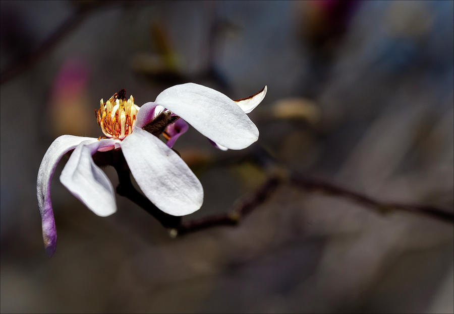 Magnolia Blossom #10 Photograph by Robert Ullmann