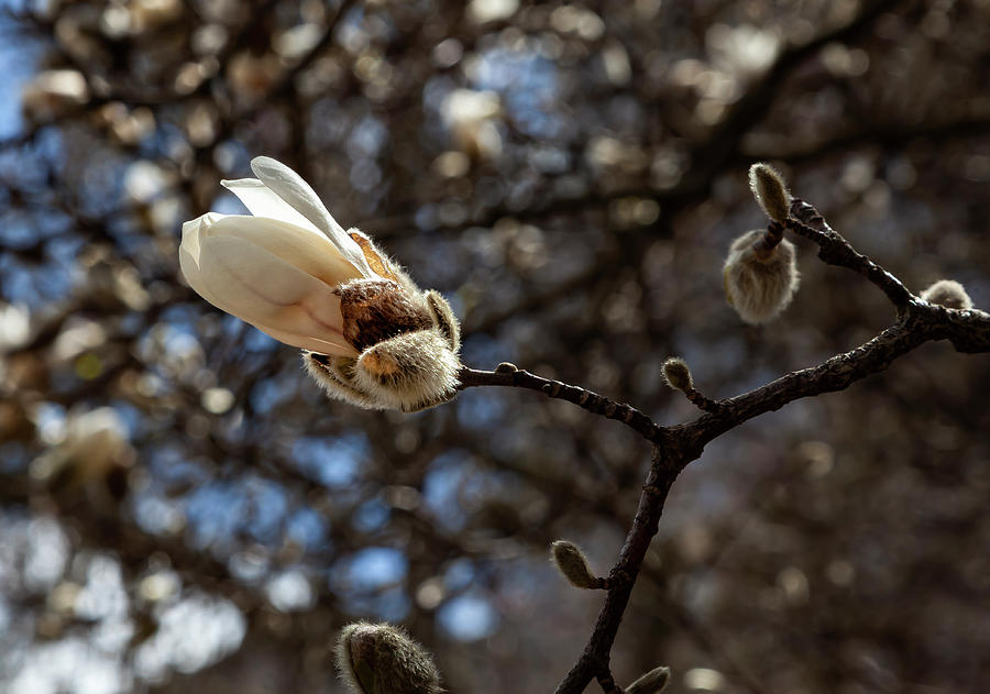 Magnolia Bud #10 Photograph by Robert Ullmann