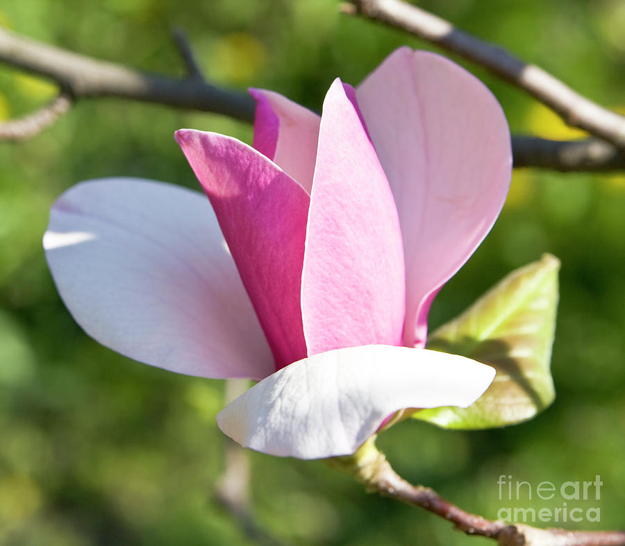 Magnolia #10 Photograph by Irina Afonskaya