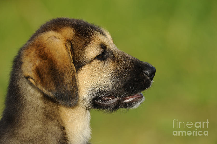 Mixed-breed Puppy #10 Photograph by David & Micha Sheldon