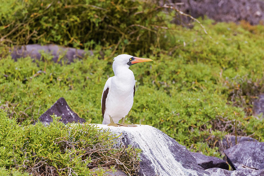 Bird Photograph - Nazca booby in Galapagos #10 by Marek Poplawski