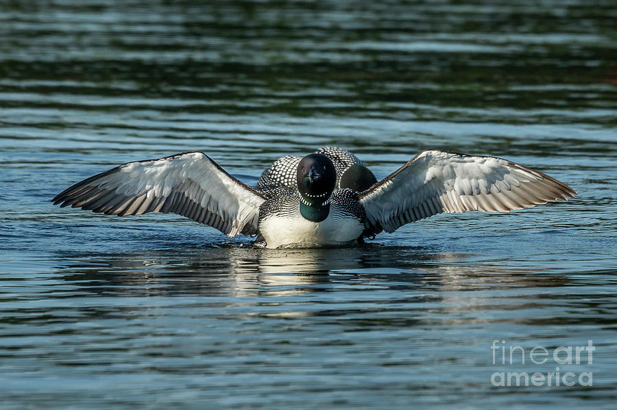 Northern Loon #11 Photograph by Craig Shaknis