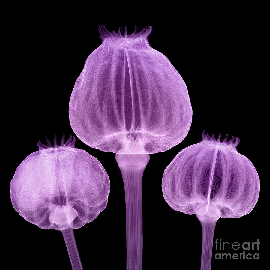 Opium Poppy Pods, X-ray #10 Photograph by Ted Kinsman