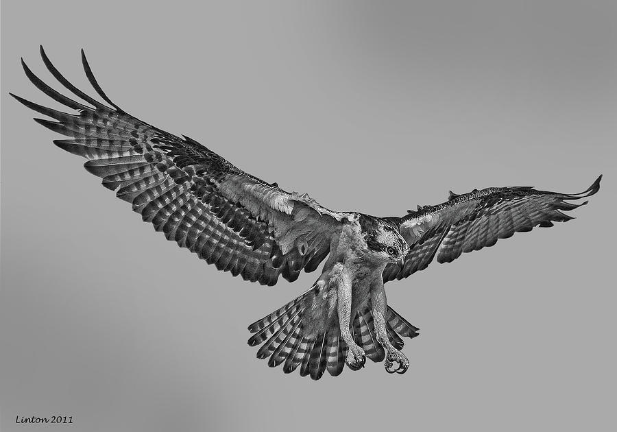 Osprey Digital Art - Osprey Flight #10 by Larry Linton