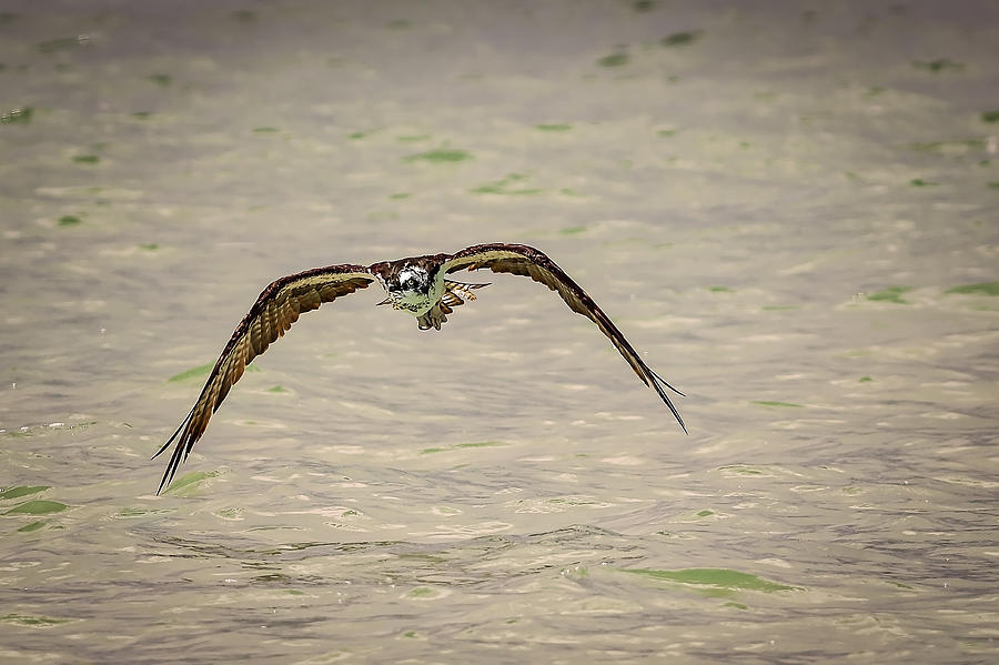 Osprey #10 Photograph by Peter Lakomy