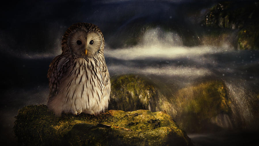Owl Digital Art - Owl #10 by Super Lovely