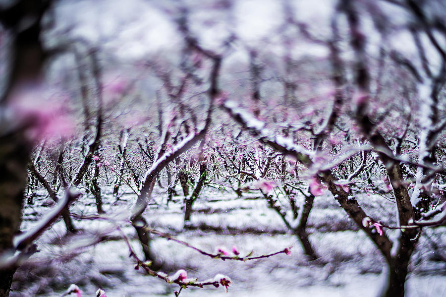 Peach Tree Farm During Spring Snow With Blossoms Photograph By Alex