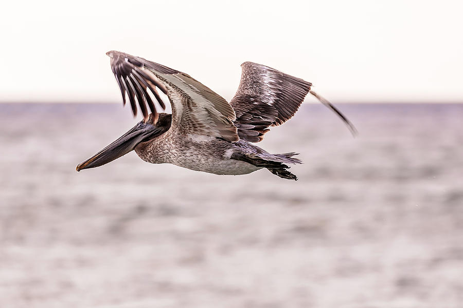 Pelican #10 Photograph by Peter Lakomy
