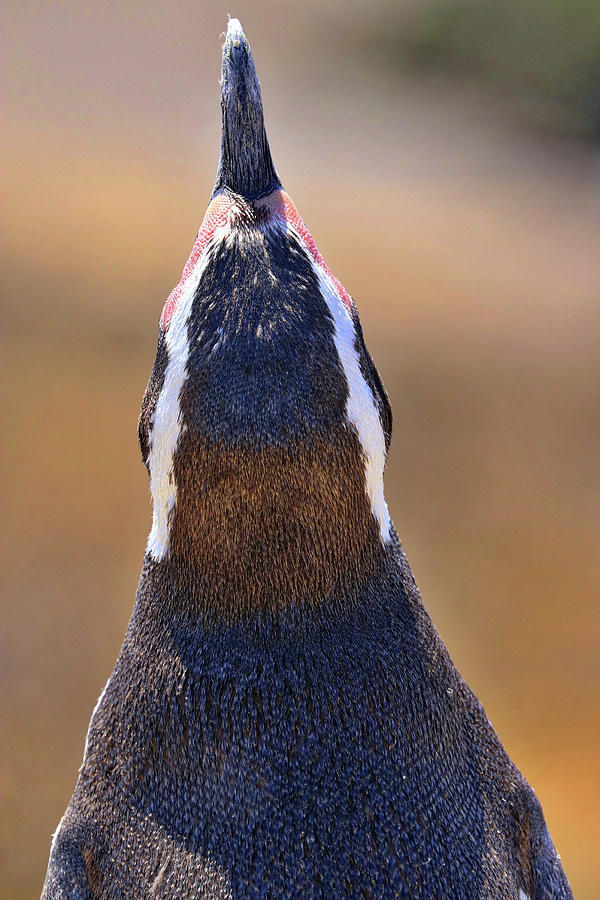 Penguins Tombo Reserve Puerto Madryn Argentina #10 Photograph by Paul James Bannerman