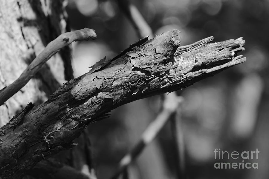 Pine Twigs #11 Photograph by Dariusz Gudowicz