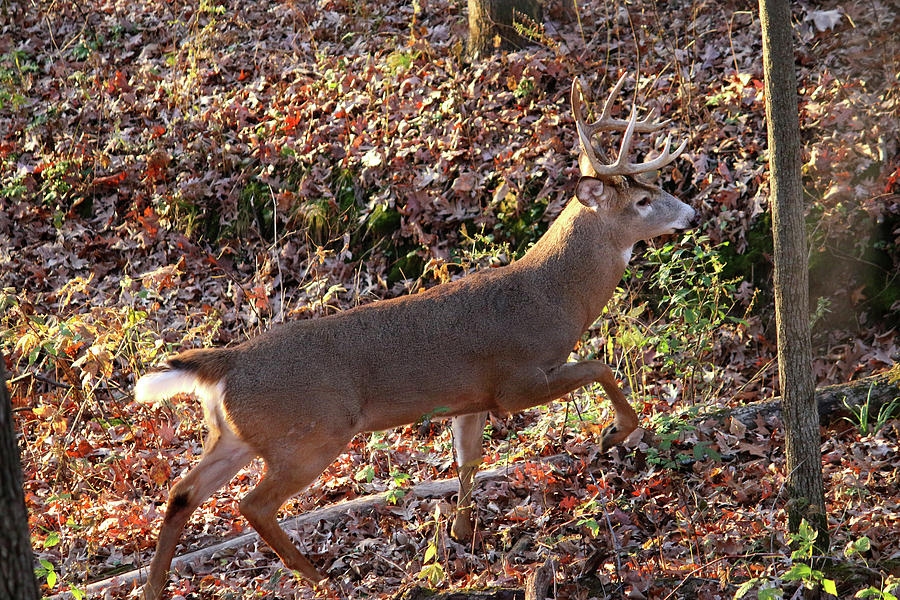 10 Point Buck Photograph by Brook Burling