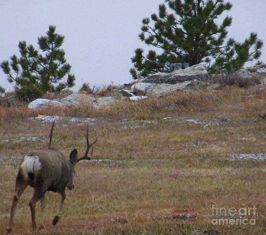 Deer Photograph - 10 Point Buck Heads West by Jeff Birr