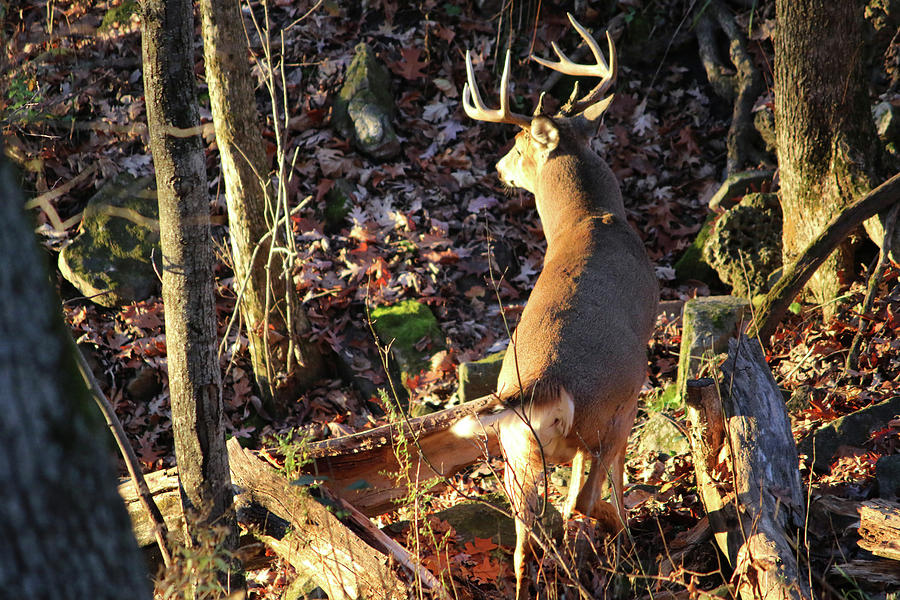10 Point Buck In Sun Photograph by Brook Burling