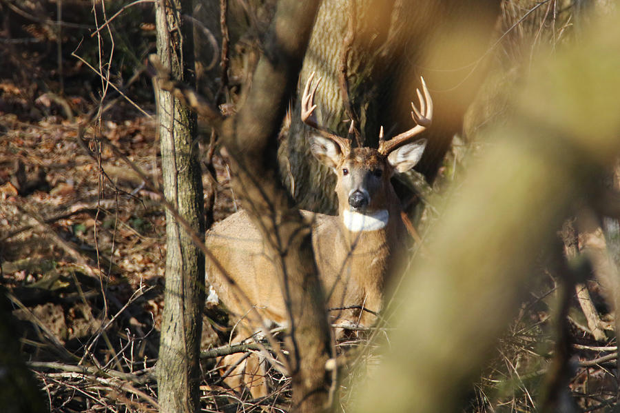 10 Point Buck in Woods Photograph by Brook Burling
