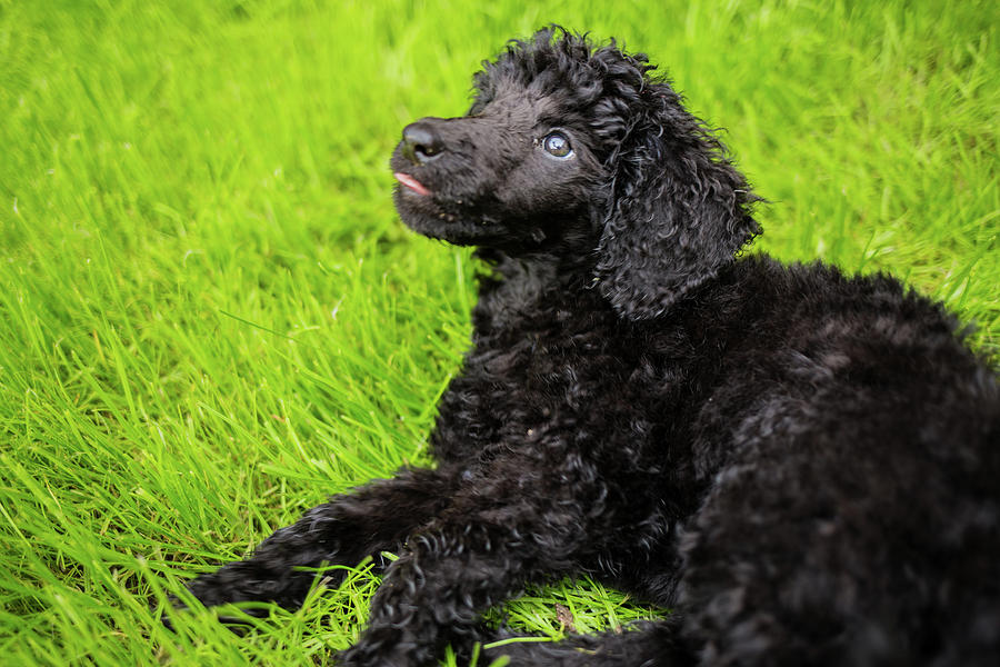 Poodle puppy #10 Photograph by Ed James