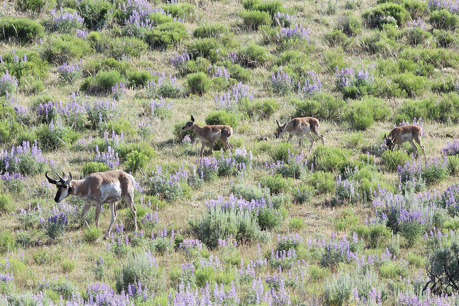 Pronghorn Antelope Yellowstone USA #10 Photograph by Bob Savage
