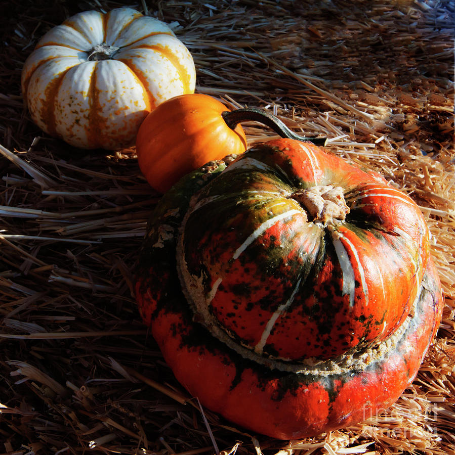 Pumpkin Photograph - Pumpkins #10 by Jesse Watrous