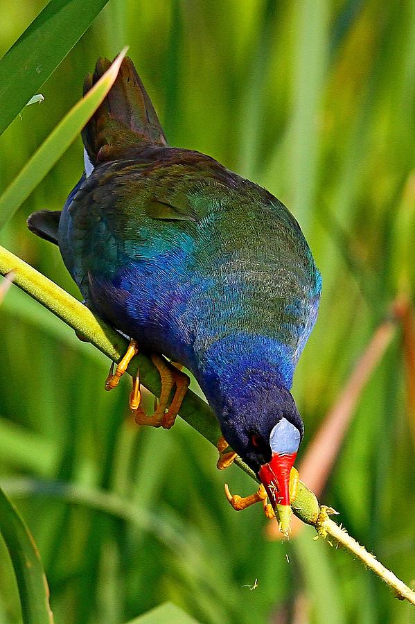 Purple Gallinule by Ira Runyan Purple Gallinule by Ira Runyan
