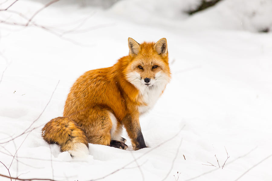 Red Fox #10 Photograph by Josef Pittner