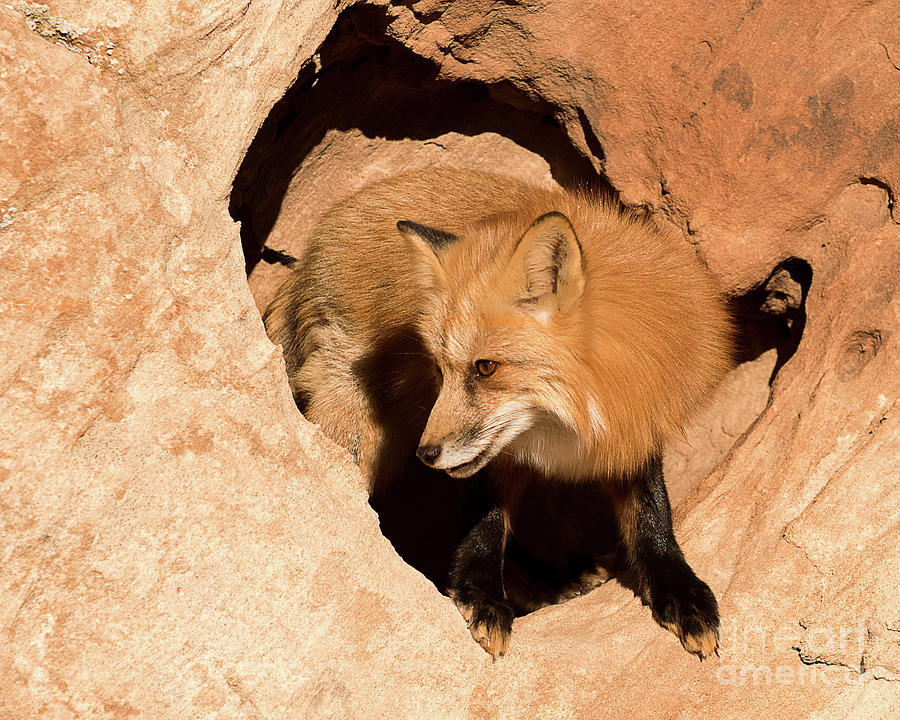 Red Tailed Fox #12 Photograph by Dennis Hammer