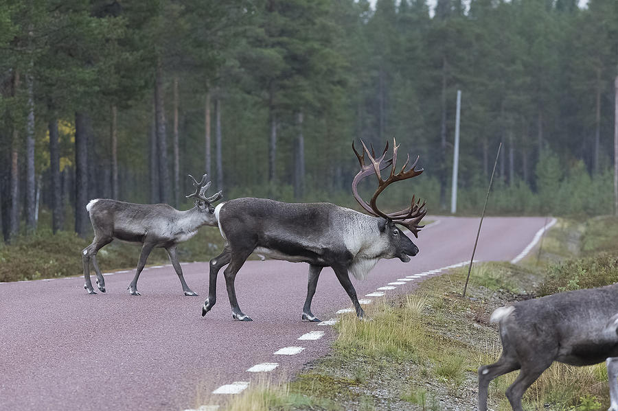 Nature Photograph - Reindeer #10 by Borje Olsson
