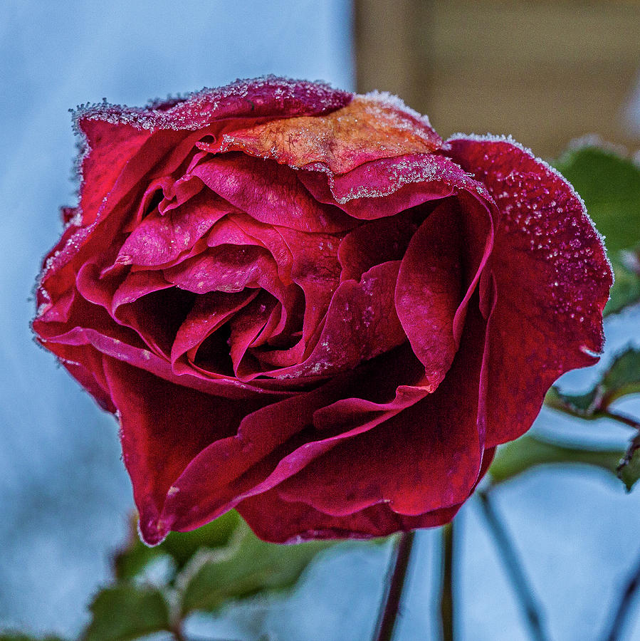 Rose #10 Photograph by Elmer Jensen