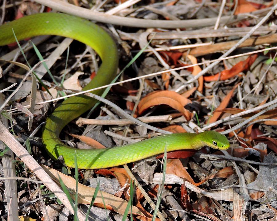 Rough Green snake Photograph by Caroline Morse