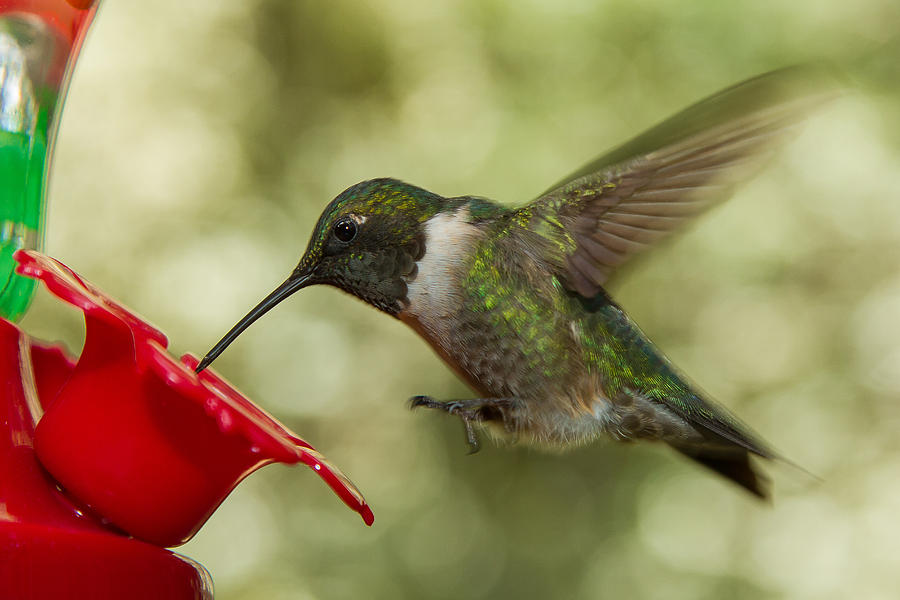 Ruby-Throated Hummingbird #10 Photograph by Robert L Jackson