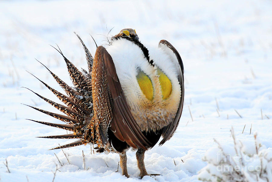 Sage Grouse #10 Photograph by Dennis Hammer