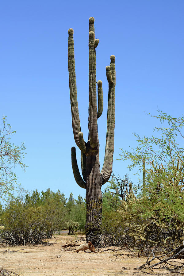 Cacto saguaro gigante, Arizona, 1994 en venta en Pamono