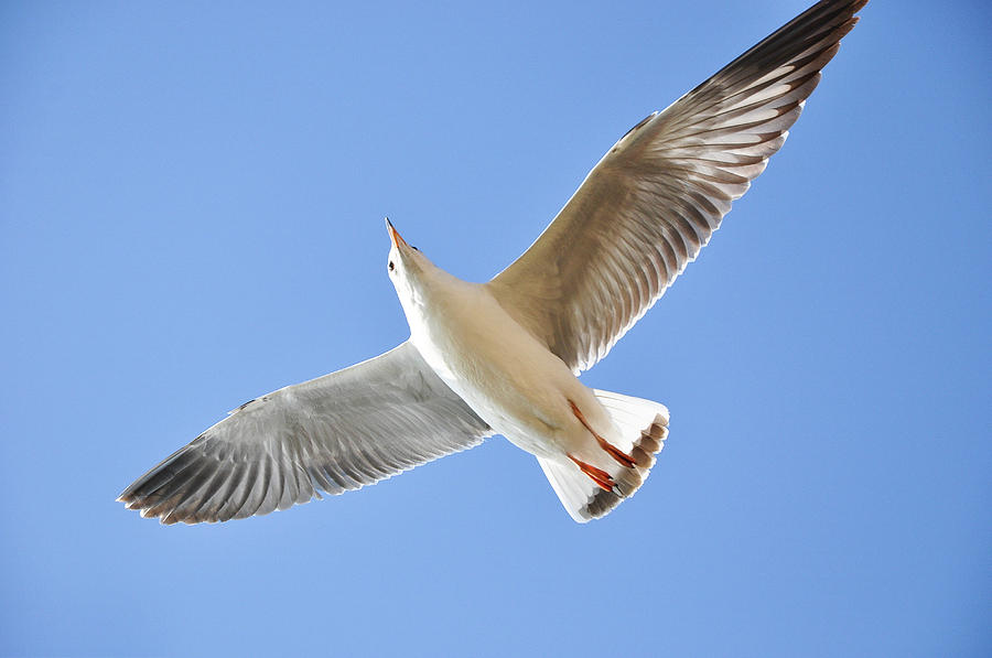 Seagull in the sky #10 Photograph by Carl Ning