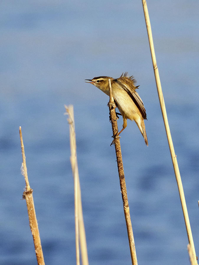 Sedge warbler #10 Photograph by Jouko Lehto