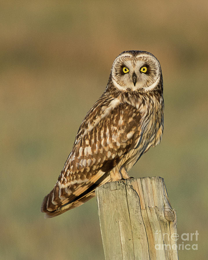 Short-Eared Owl #10 Photograph by Dennis Hammer