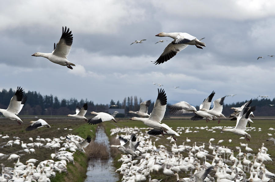 Snow Geese Migration  #10 Photograph by Jim Corwin